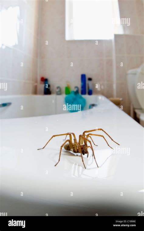 Schneiderspinne in der Badewanne